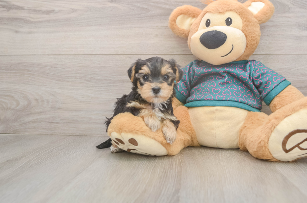 6 week old Yorkie Poo Puppy For Sale - Puppy Love PR