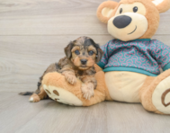 9 week old Yorkie Poo Puppy For Sale - Puppy Love PR