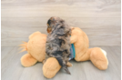 Yorkie Poo Puppy for Adoption