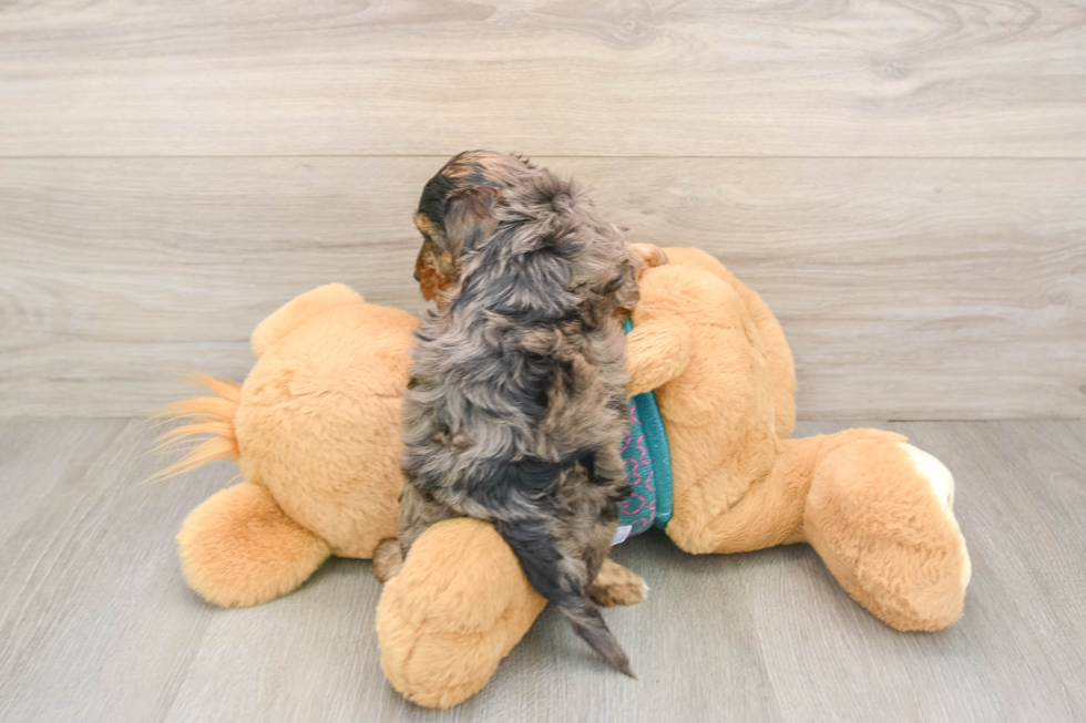 Yorkie Poo Puppy for Adoption