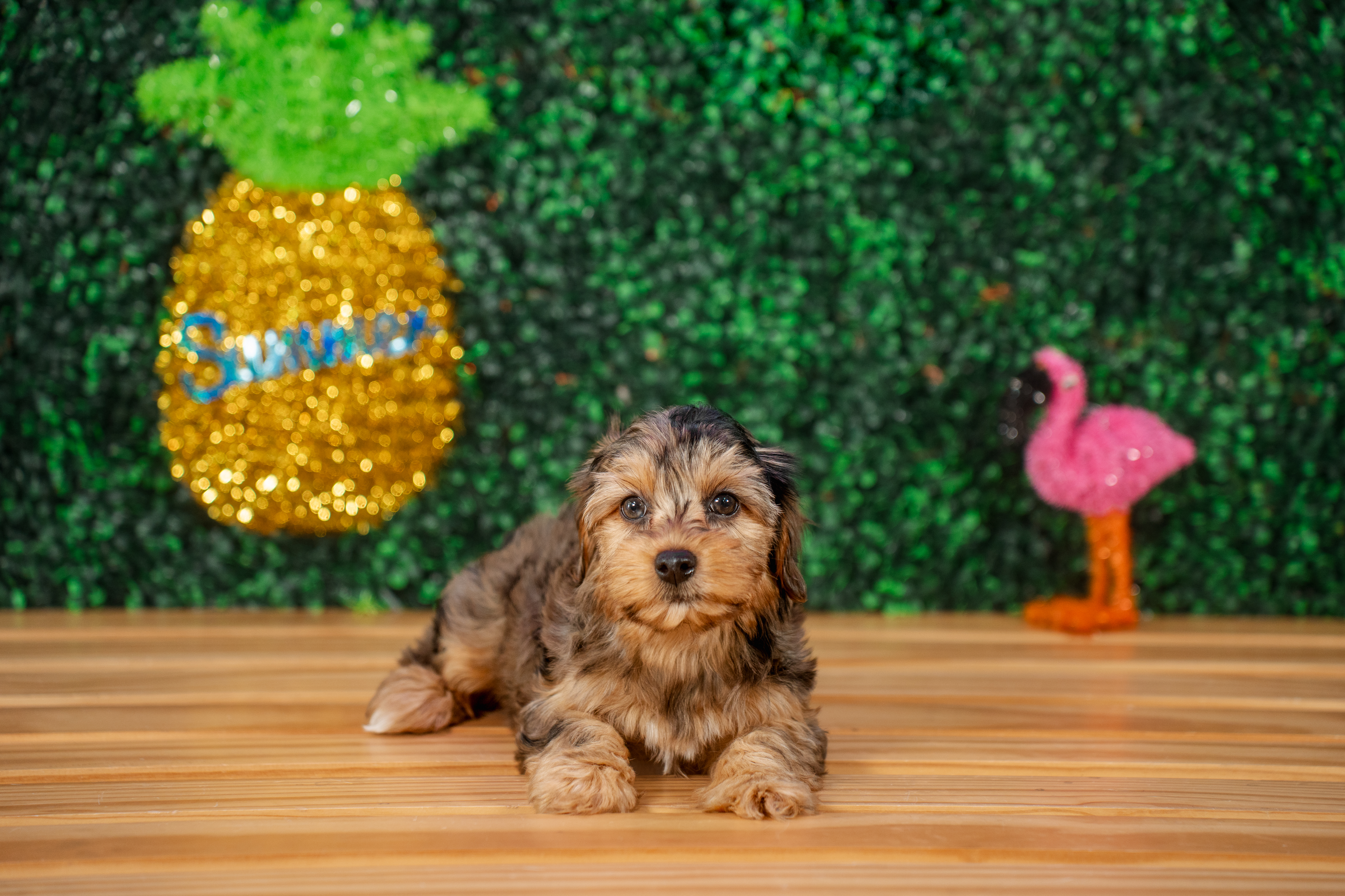 Cute Yorkie Poo Baby