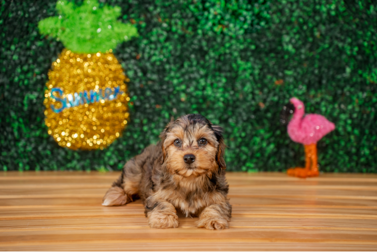 Cute Yorkie Poo Baby
