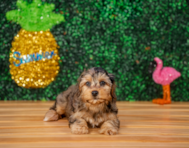 9 week old Yorkie Poo Puppy For Sale - Puppy Love PR