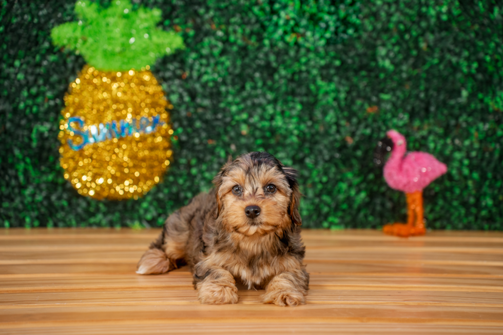 Cute Yorkie Poo Baby