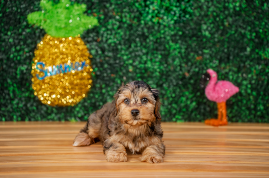 Cute Yorkie Poo Baby