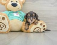 8 week old Yorkie Poo Puppy For Sale - Puppy Love PR