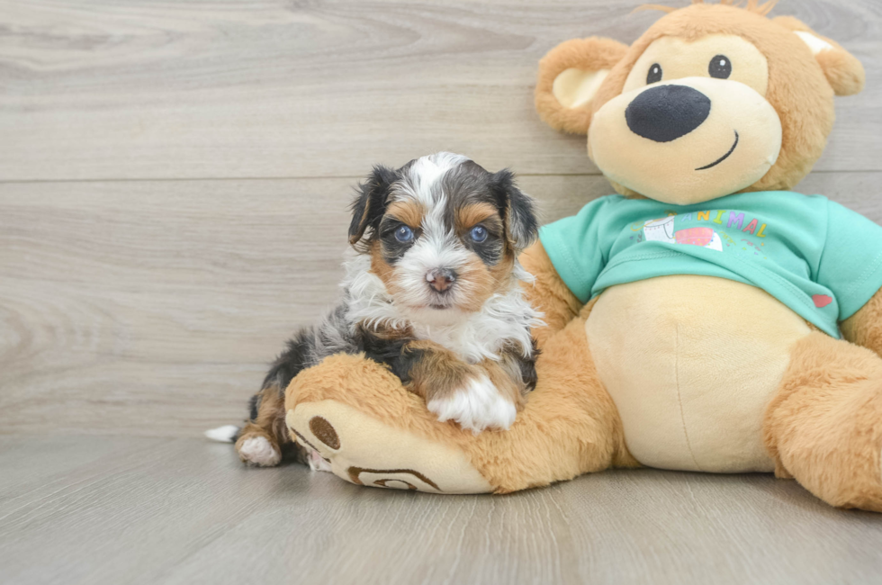 6 week old Yorkie Poo Puppy For Sale - Puppy Love PR