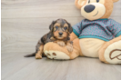Sweet Yorkie Poo Baby