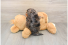 Best Yorkie Poo Baby