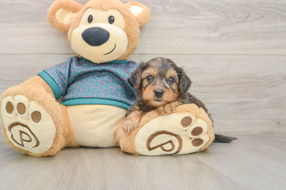 Energetic Yorkipoo Poodle Mix Puppy