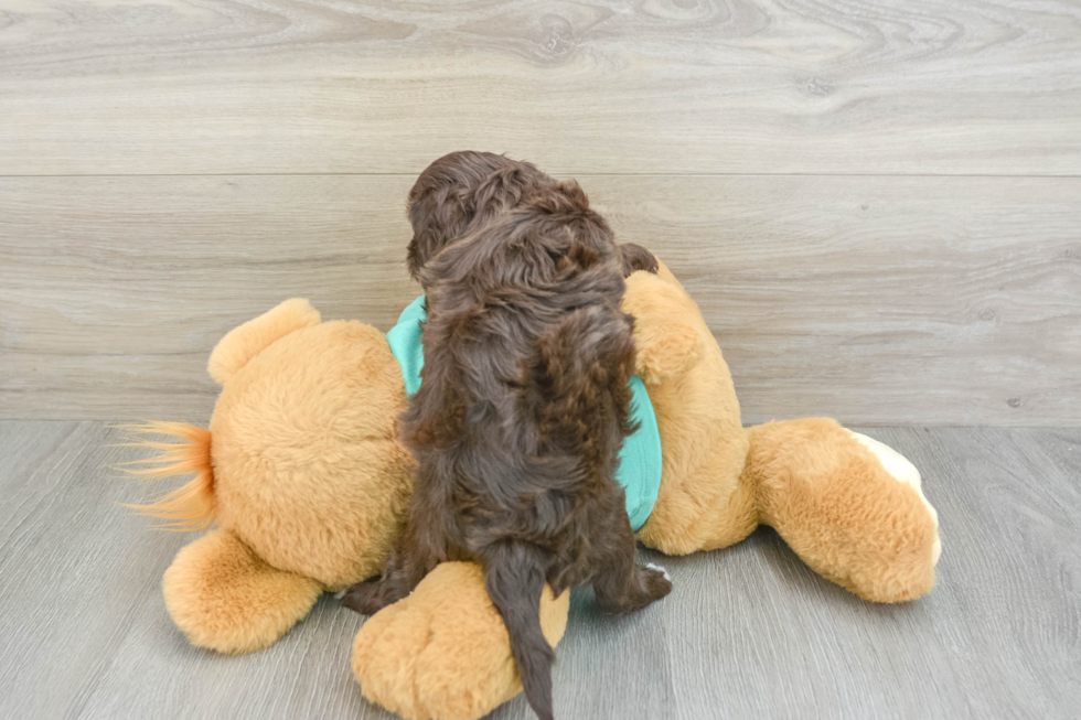 Yorkie Poo Puppy for Adoption