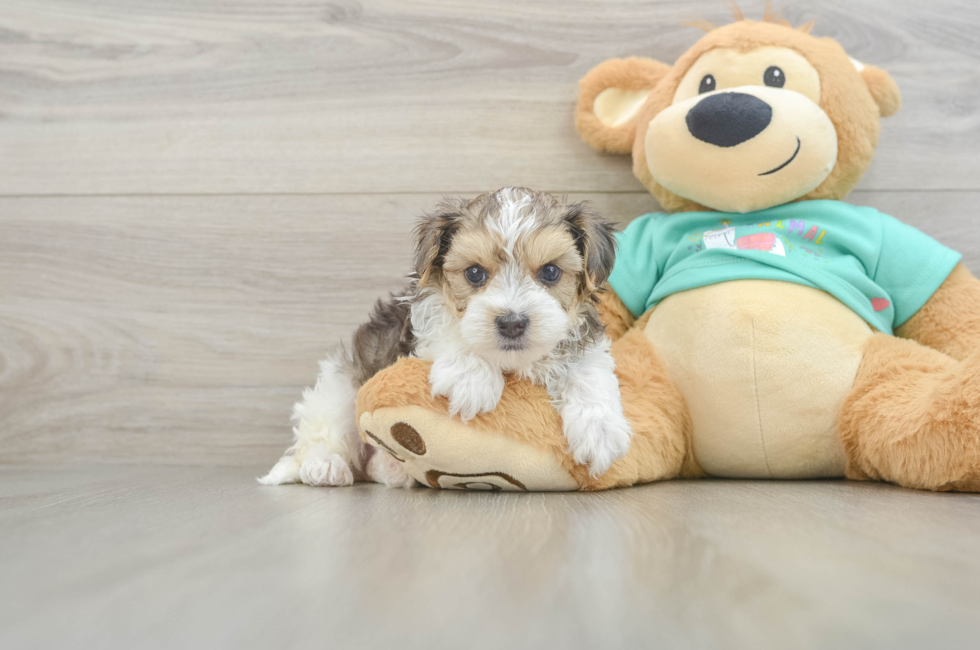 6 week old Yorkie Poo Puppy For Sale - Puppy Love PR