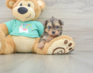 5 week old Yorkie Poo Puppy For Sale - Puppy Love PR