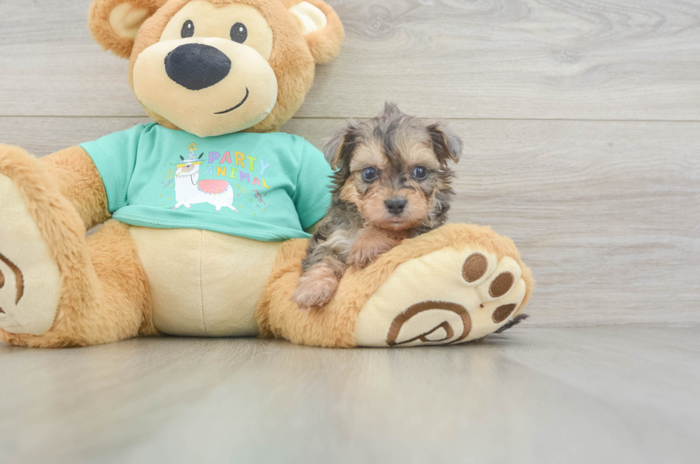 5 week old Yorkie Poo Puppy For Sale - Puppy Love PR