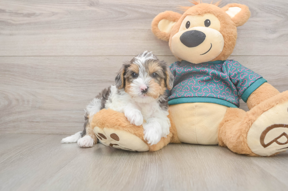 6 week old Yorkie Poo Puppy For Sale - Puppy Love PR