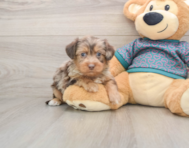6 week old Yorkie Poo Puppy For Sale - Puppy Love PR