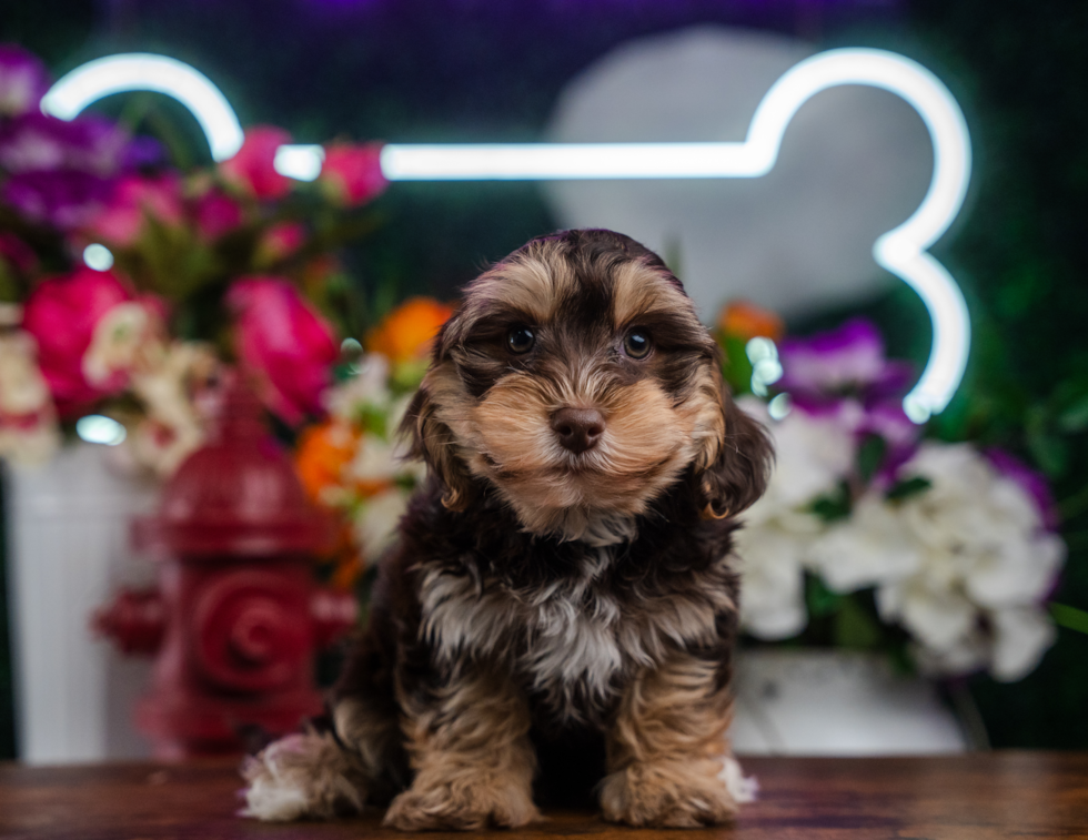 Best Yorkie Poo Baby