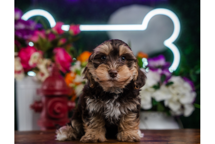Meet Seger - our Yorkie Poo Puppy Photo 1/4 - Puppy Love PR Best Yorkie Poo Baby
