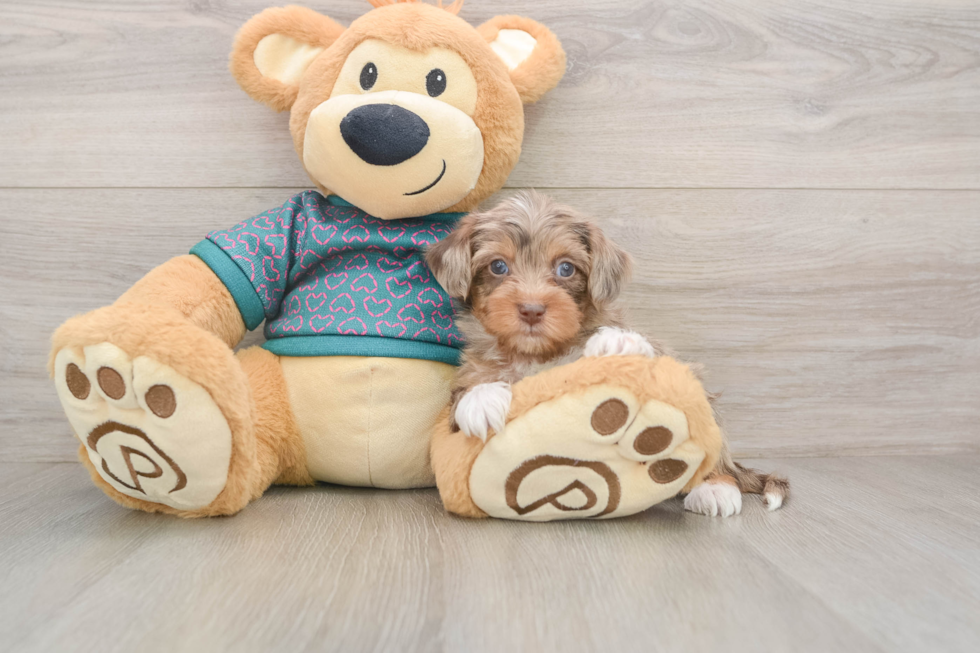 Yorkie Poo Puppy for Adoption