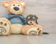 7 week old Yorkie Poo Puppy For Sale - Puppy Love PR
