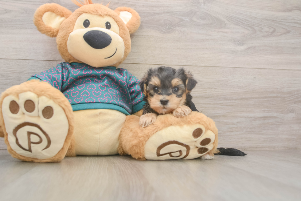 Funny Yorkie Poo Poodle Mix Pup