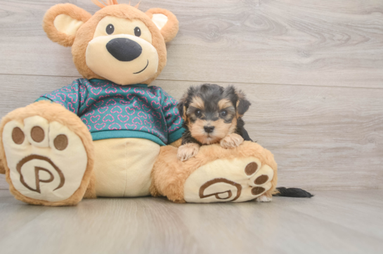 Funny Yorkie Poo Poodle Mix Pup