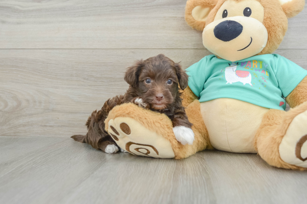 5 week old Yorkie Poo Puppy For Sale - Puppy Love PR