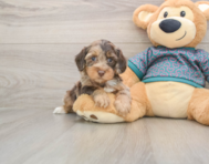 6 week old Yorkie Poo Puppy For Sale - Puppy Love PR