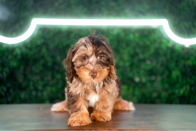 Cute Yorkie Poo Poodle Mix Pup