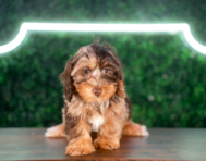 9 week old Yorkie Poo Puppy For Sale - Puppy Love PR