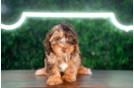 Cute Yorkie Poo Poodle Mix Pup