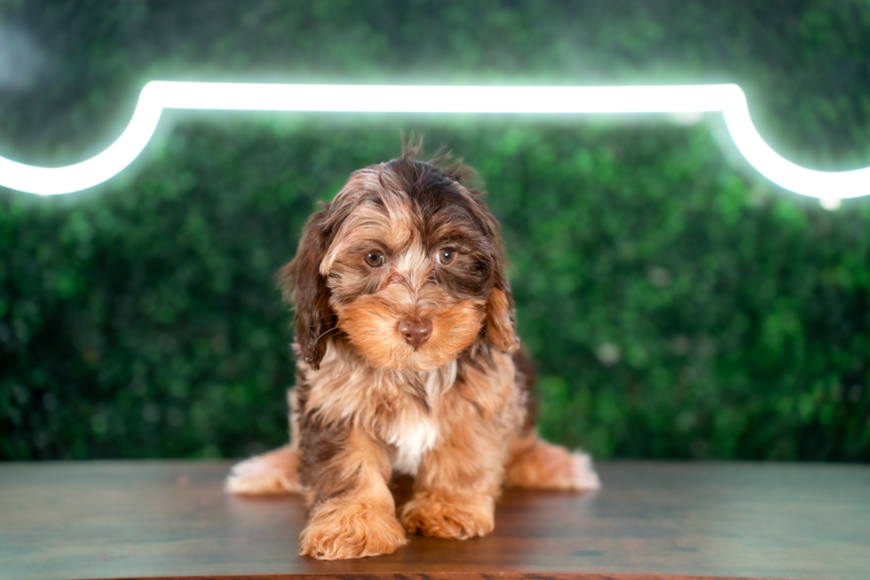 Cute Yorkie Poo Poodle Mix Pup