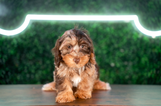 Cute Yorkie Poo Poodle Mix Pup