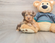 6 week old Yorkie Poo Puppy For Sale - Puppy Love PR