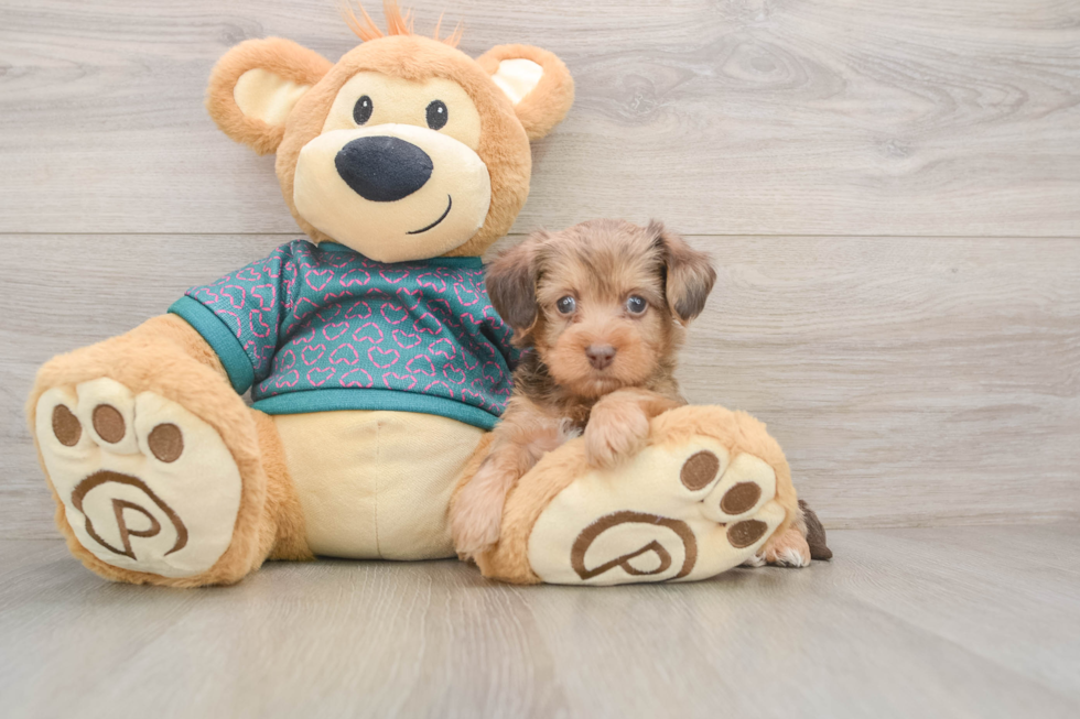 Yorkie Poo Pup Being Cute