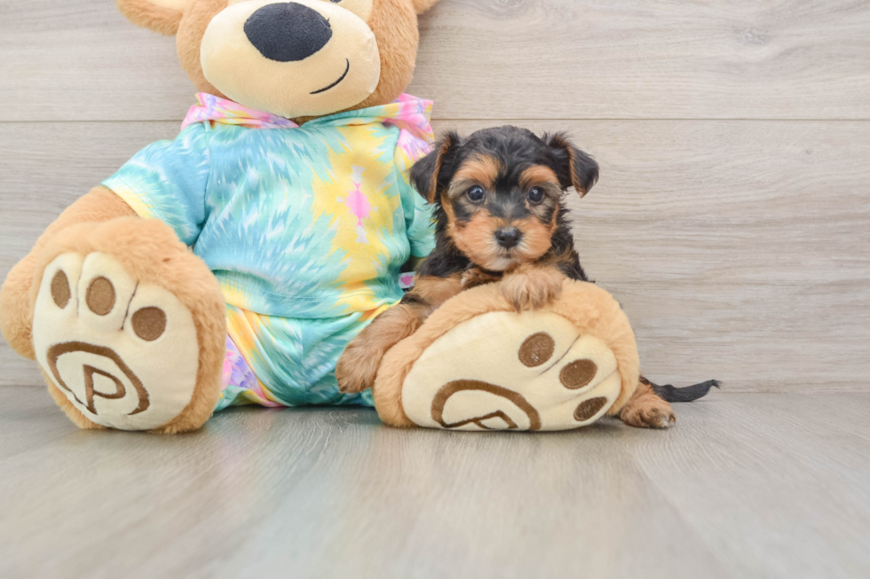 Yorkie Poo Pup Being Cute