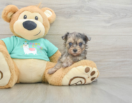 6 week old Yorkie Poo Puppy For Sale - Puppy Love PR