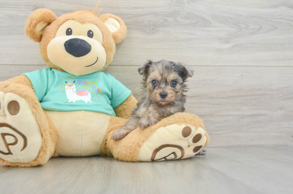 5 week old Yorkie Poo Puppy For Sale - Puppy Love PR