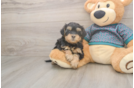 Yorkie Poo Puppy for Adoption