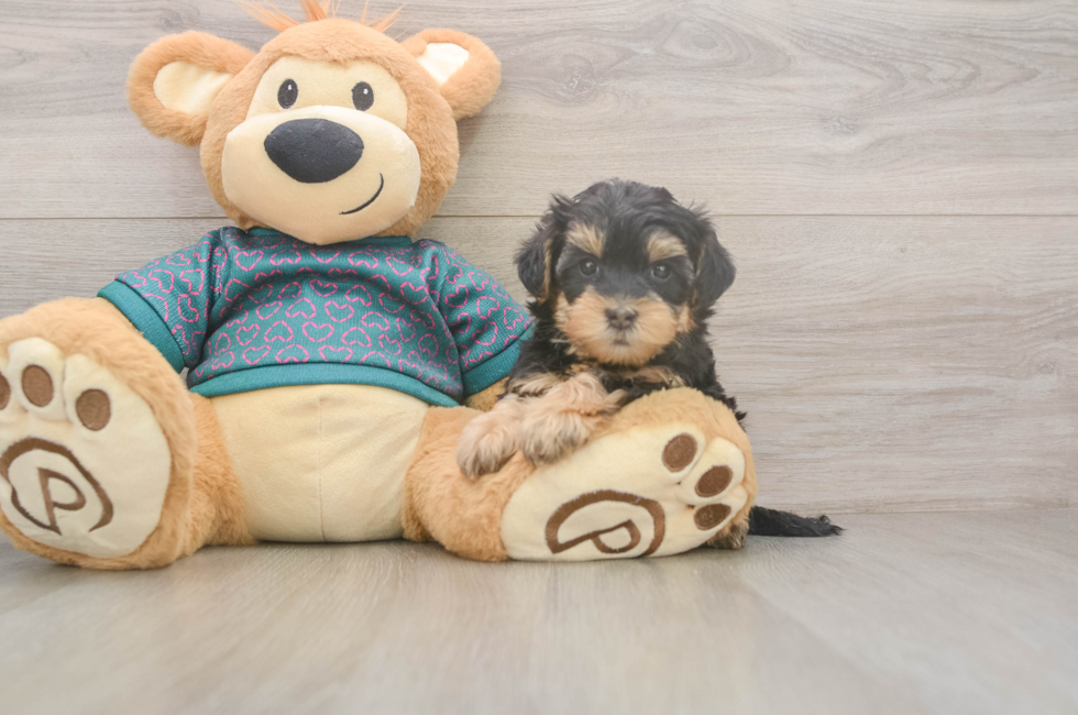 6 week old Yorkie Poo Puppy For Sale - Puppy Love PR