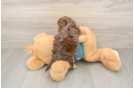Yorkie Poo Puppy for Adoption