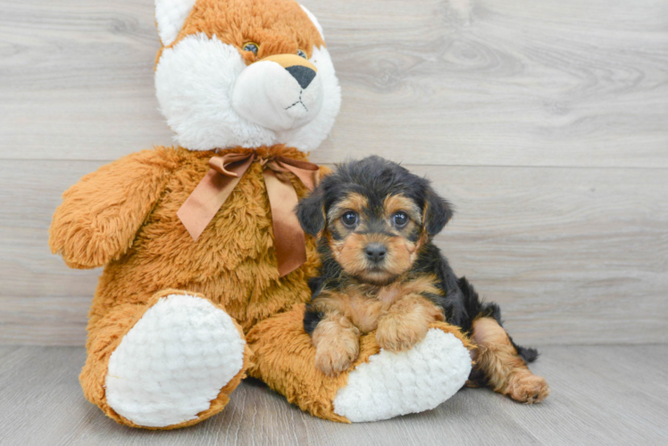 Meet Song - our Yorkie Poo Puppy Photo 1/3 - Puppy Love PR Friendly Yorkie Poo Baby