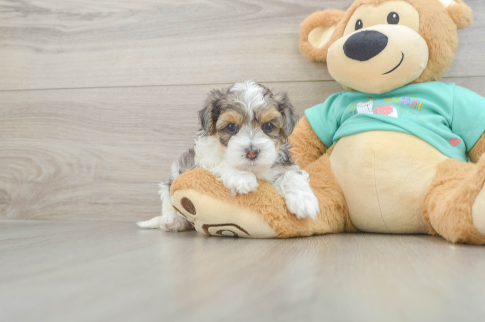 6 week old Yorkie Poo Puppy For Sale - Puppy Love PR