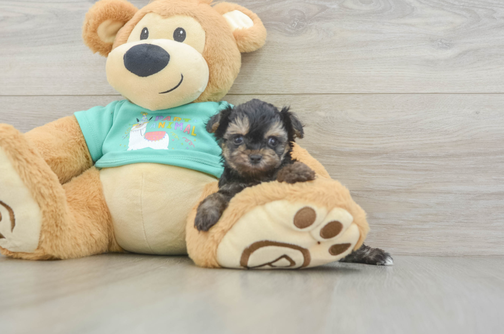 5 week old Yorkie Poo Puppy For Sale - Puppy Love PR