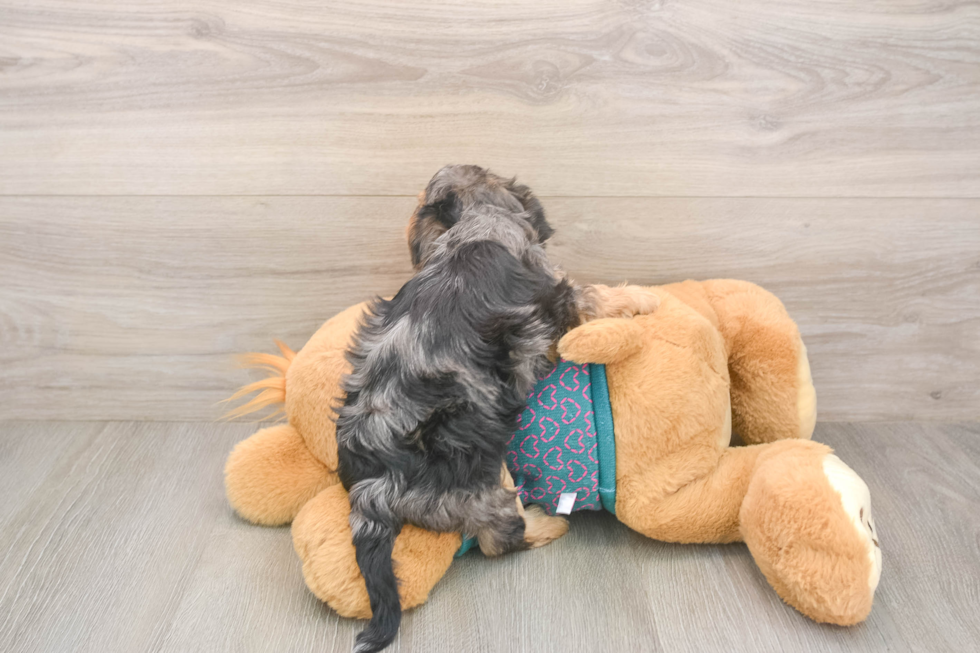 Playful Yo Yo Poo Poodle Mix Puppy