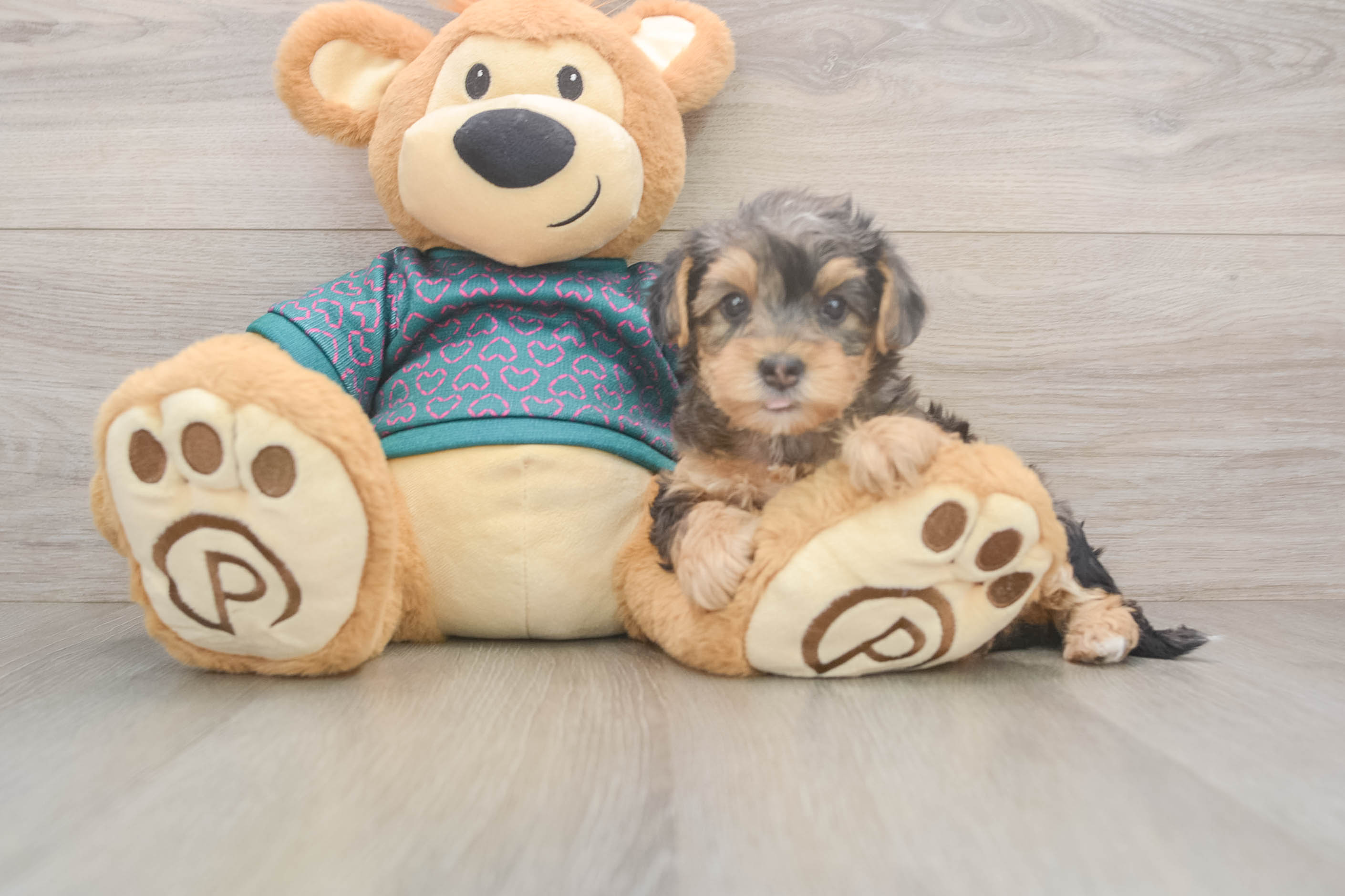 Yorkie Poo Puppy for Adoption