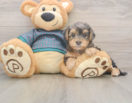 7 week old Yorkie Poo Puppy For Sale - Puppy Love PR