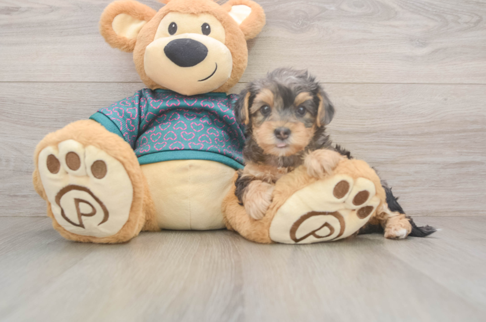6 week old Yorkie Poo Puppy For Sale - Puppy Love PR