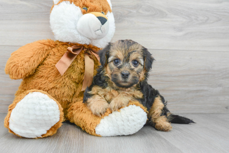 Meet Sophie - our Yorkie Poo Puppy Photo 1/3 - Puppy Love PR Sweet Yorkie Poo Baby