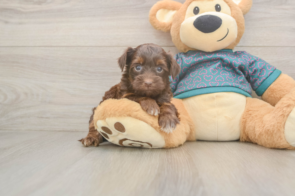6 week old Yorkie Poo Puppy For Sale - Puppy Love PR